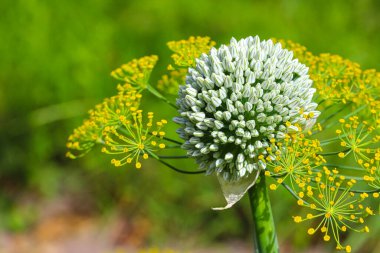 Tek bir infloresans, bir soğan çiçeği ve sabah güneşinin ışınlarında dereotu. İyi hasat ve tarım kavramı. Dünya gıda krizi.