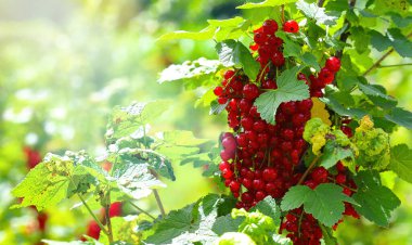 Frenk üzümü dalı. Frenk üzümü, güneş ışınlarındaki dut ve yaprakların yakın çekimi. Özel bir bahçedeki çalıların üzerinde frenk üzümü. kapatılacak