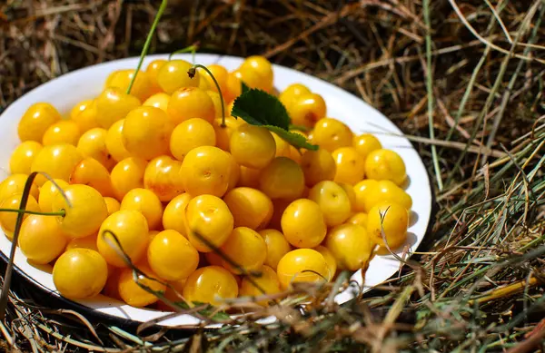 Taze toplanmış sarı kirazlar. İyi hasat kavramı.