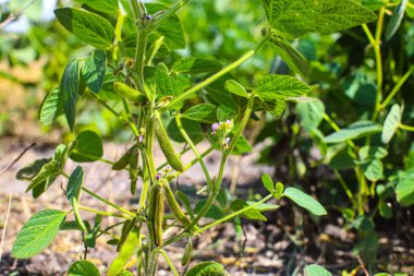 Soya fasulyesi tarlası. Güneş doğarken taze yeşil soya tohumları ve baklagil çiçekleri. Arka plan bulanık. İyi hasat kavramı, dünya gıda krizi.