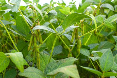 Soya fasulyesi tarlası. Güneş doğarken taze yeşil soya tohumları ve baklagil çiçekleri. Arka plan bulanık. İyi hasat kavramı, dünya gıda krizi.