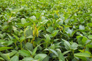 Soya fasulyesi tarlası. Güneş doğarken taze yeşil soya tohumları ve baklagil çiçekleri. Arka plan bulanık. İyi hasat kavramı, dünya gıda krizi.