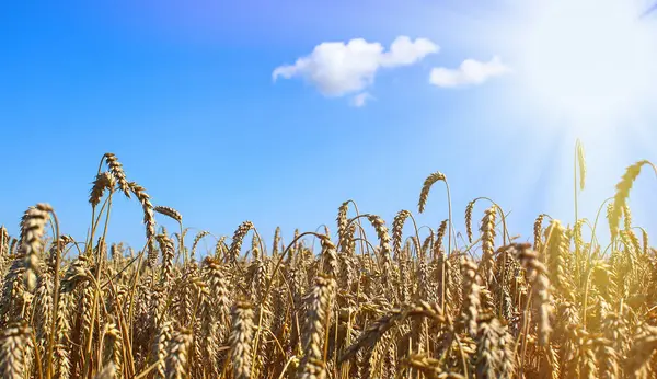 Altın buğday tarlası ve güneşli bir gün. Buğday ya da çavdarın kulakları hasat için hazır, ışığa yakın çekim. Mavi gökyüzü, beyaz bulutlar. Kavramsal fikir cömert hasat, dünya gıda krizi.