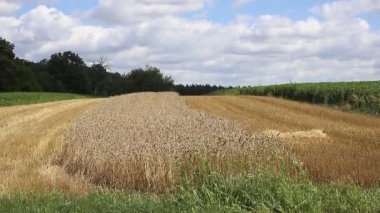 Altın buğday tarlası ve güneşli bir gün. Buğday ya da çavdar ekilmeye hazır, rüzgarda sallanan ışığa karşı yakın plan. Mavi gökyüzü, beyaz bulutlar. Kavramsal fikir cömert hasat, dünya gıda krizi. MP4.