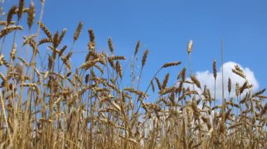 Altın buğday tarlası ve güneşli bir gün. Buğday ya da çavdar ekilmeye hazır, rüzgarda sallanan ışığa karşı yakın plan. Mavi gökyüzü, beyaz bulutlar. Kavramsal fikir cömert hasat, dünya gıda krizi. MP4.