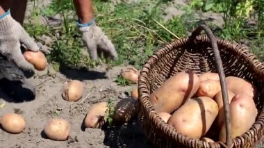Çiftçi elleriyle bir sepette patates topluyor ve onları ağa atıyor. Sağlıklı sebzeler hasat ediyorum. Taze patatesleri soy. Tarım kavramı, dünya gıda krizi. MP4