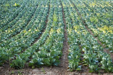 Lahana çiftliği. Sebze tarlası. Lahana çiftliği. Herbisitsiz sebze yetiştirmek. İyi hasat kavramı, dünya gıda krizi.