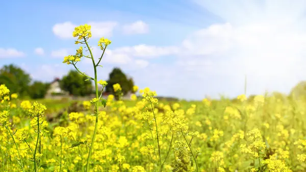 Hardal çiçeği. Sabah güneşinin altında güzel bir hardal çiçeği tarlası. Hardal parlak sarı çiçeklerle çiçek açar. İyi hasat kavramı,