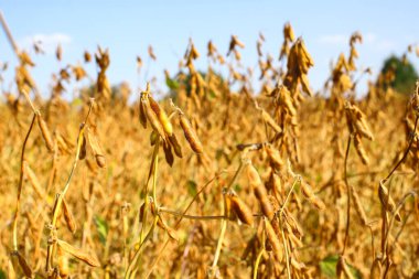Gün batımında soya fasulyesi tarlasında taze, kahverengi soya fasulyesi, yakın plan. Soya kapsülleri. Altın parıltılı soya fasulyesi tarlası. İyi hasat kavramı, dünya gıda krizi