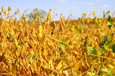 Gün batımında soya fasulyesi tarlasında taze, kahverengi soya fasulyesi, yakın plan. Soya kapsülleri. Altın parıltılı soya fasulyesi tarlası. İyi hasat kavramı, dünya gıda krizi