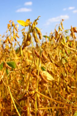 Gün batımında soya fasulyesi tarlasında taze, kahverengi soya fasulyesi, yakın plan. Soya kapsülleri. Altın parıltılı soya fasulyesi tarlası. İyi hasat kavramı, dünya gıda krizi