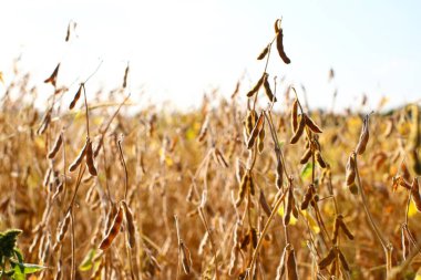 Gün batımında soya fasulyesi tarlasında taze, kahverengi soya fasulyesi, yakın plan. Soya kapsülleri. Altın parıltılı soya fasulyesi tarlası. İyi hasat kavramı, dünya gıda krizi
