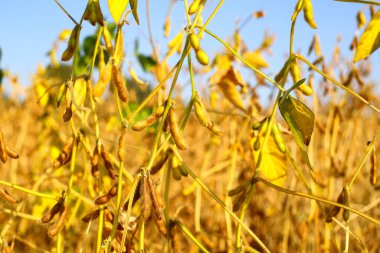 Gün batımında soya fasulyesi tarlasında taze, kahverengi soya fasulyesi, yakın plan. Soya kapsülleri. Altın parıltılı soya fasulyesi tarlası. İyi hasat kavramı, dünya gıda krizi