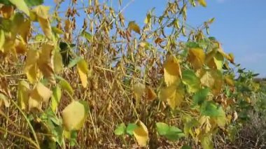 Gün batımında soya fasulyesi tarlasında taze, kahverengi soya fasulyesi, yakın plan. Soya kapsülleri. Rüzgarlı bir günde soya fasulyesi tarlası. İyi hasat kavramı, dünya gıda krizi. MP4
