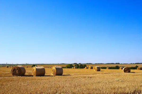 Boş bir tarlada yuvarlak sarı saman balyalarıyla biçilmiş bir tarla güzel beyaz bulutlu mavi gökyüzü arka planına karşı. Güneşli bir gün. Ukrayna Tarım
