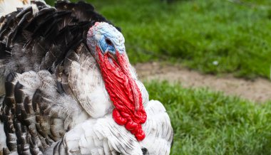 Turkey on the farm. Male turkeys display feathers to protect and attract females. Eco-farm food, world food crisis. clipart