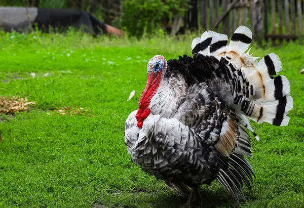 Çiftlikte hindi. Erkek hindiler dişileri korumak ve cezbetmek için tüylerini sergiler. Eko-tarım yiyeceği, dünya gıda krizi.