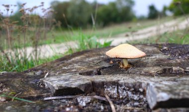 Büyük bir ağaç kütüğünün tam ortasında büyüyen sarı başlıklı büyük bir mantar..