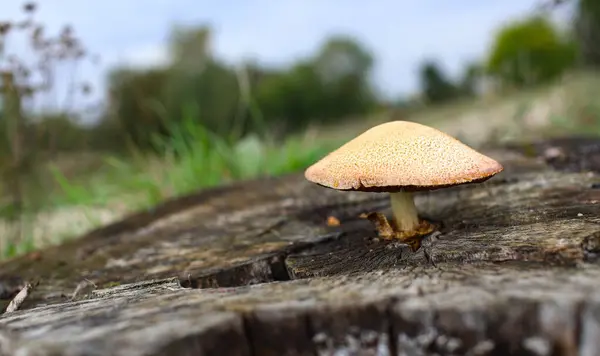 Büyük bir ağaç kütüğünün tam ortasında büyüyen sarı başlıklı büyük bir mantar..