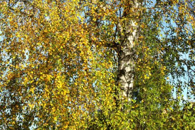 Birch leaves and trunk on a sunny day. Green and yellow leaves on a close-up of birch tree branches. White birch trunk in close-up focus. clipart