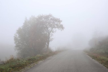 Yoğun sabah sisinde yol kenarında yapayalnız bir ağaç. Sonbahar sabahı, bulutlu bir günde yoğun sis..