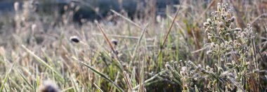 Çimenler, ısırgan otları, papatya çiçekleri, karahindibalar don ve don ile kaplıdır. Kısmi odaklanmayı kapat. Bahar ve sonbahar sabah buzları. Buz, soğuk.