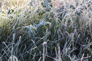 Çimenler, ısırgan otları, papatya çiçekleri, karahindibalar don ve don ile kaplıdır. Kısmi odaklanmayı kapat. Bahar ve sonbahar sabah buzları. Buz, soğuk.
