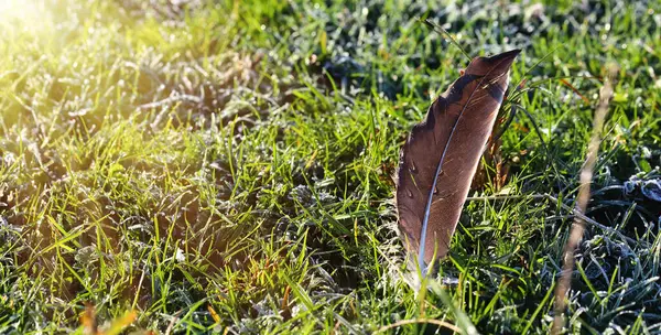Donmuş çiğ taneli kuş tüyü yeşil çimenlere düşer. Sonbahar sabahının sonlarında.