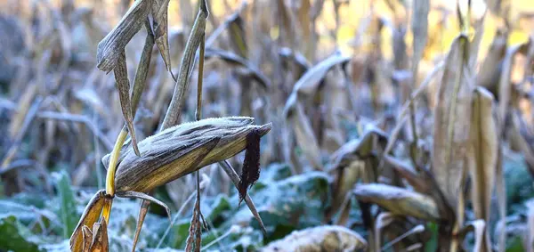 Toplanmamış, buzla kaplı siyah mısır koçanı. Kayıp hasat, gıda krizi kavramı. Sahne yakın çekim.