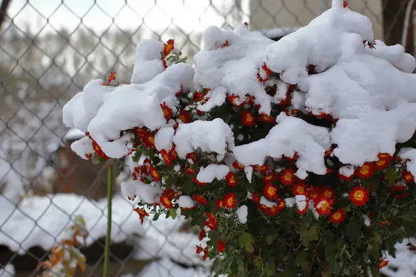 Kar altında sarı bir kasımpatı çalısı. Yaprak ve kardan oluşan bir arka planda. Kış çiçekleri Seçici odak, bulanık arkaplan.