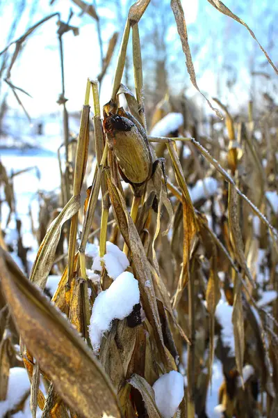 Karla kaplı hasat edilmemiş mısır tarlası. Karda mısır kulakları, yakın plan. Kayıp hasat, gıda krizi kavramı. Alan sahnesi yakın plan.