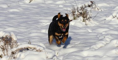 Kahverengi ağızlıklı genç siyah bir köpek karda koşar. Hayvan kışı yürüyüşü. Güneşli kış günü.