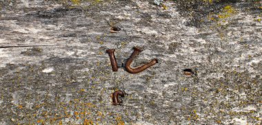 Paslı çiviler, uzun zaman önce eski bir tahtaya saplanmış. Tahta yosunla kaplı. Makro, yakın plan..