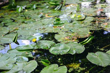 Büyük yeşil yapraklı ve sarı çiçekli göl. Güneşli yaz günü.