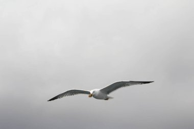 Uçan martıları beslemek. Martı havada ekmek yakalar. Bulutlu bir günde, gri gökyüzünde martı yakın çekim.