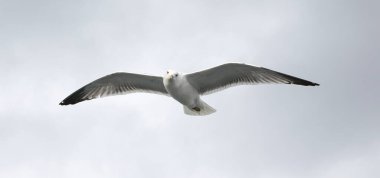 Uçan martıları beslemek. Martı havada ekmek yakalar. Bulutlu bir günde, gri gökyüzünde martı yakın çekim.