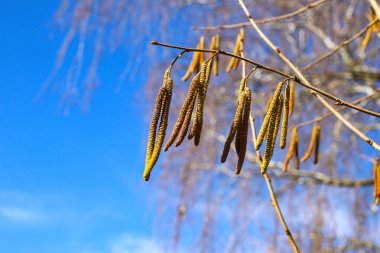 Parlak yay gökyüzüne karşı Hazel tomurcukları (Corylus avellana). Baharın ilk belirtileri. Hazel, tomurcuklar ve kedi derileri bahar arifesinde çiçek açar..