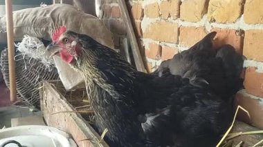 Tavuklar yumurtluyor ya da saman yuvasında ahşap bir kutuda yavrular doğuruyor. Kırsal kesimde. Video MP4