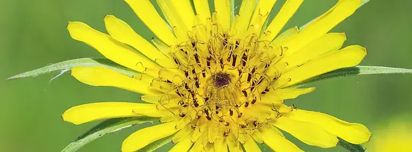 Yaygın bir keçi ayağı trefolyosu, (Tragopogon dubius) küçük sarı çiçek (Tragopogon dubius) türünden bir bitki türü, sabah güneşinin ışınlarında yeşil çimlerin üzerinde. Ukrayna, Avrupa.