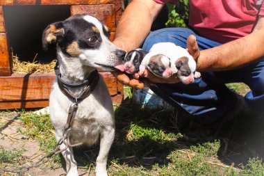 Sahibinin elinde hala kör olan üç küçük köpek yavrusu. Anne köpek bebeğini yalıyor. Evcil hayvan portresi. Küçük yavrular..