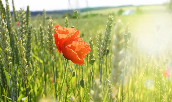 Yeşil, henüz olgunlaşmamış buğday, çavdar tarlası. Yeşil buğday kulağı resmi. Kırmızı gelincikler, mısır çiçekleri ve buğday başakları arasındaki diğer haşere çiçekleri. Seçici odaklanma, bulanık. İyi bir hasat kavramı.