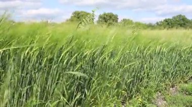 Güneşli bir günde hala yeşil buğday tarlası. Buğday ya da çavdar kulakları rüzgarın arka planına karşı kapanır. Mavi gökyüzü, beyaz bulutlar. Bereketli hasat kavramsal fikri, küresel gıda krizi. MP4.