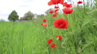 Güneşli bir günde hala yeşil buğday tarlası. Buğday ya da çavdar kulakları rüzgarın arka planına karşı kapanır. Mavi gökyüzü, beyaz bulutlar. Bereketli hasat kavramsal fikri, küresel gıda krizi. MP4.
