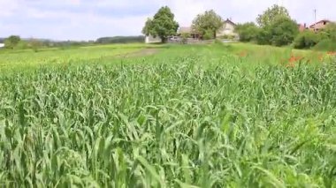 Güneşli bir günde hala yeşil buğday tarlası. Buğday ya da çavdar kulakları rüzgarın arka planına karşı kapanır. Mavi gökyüzü, beyaz bulutlar. Bereketli hasat kavramsal fikri, küresel gıda krizi. MP4.