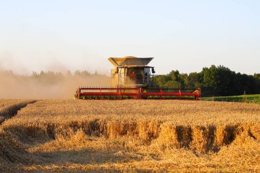 Ternopil bölgesi. Ukrayna. Ağustos 2025. Hasadı birleştiren hasatçı yaz akşamının başında buğday topluyor. Toz bulutu, sarı buğday, akşam bulutlu gökyüzü. İyi bir hasat kavramı.