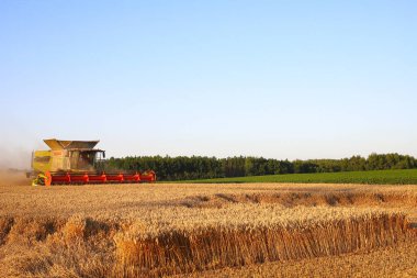 Ternopil bölgesi. Ukrayna. Ağustos 2025. Hasadı birleştiren hasatçı yaz akşamının başında buğday topluyor. Toz bulutu, sarı buğday, akşam bulutlu gökyüzü. İyi bir hasat kavramı.