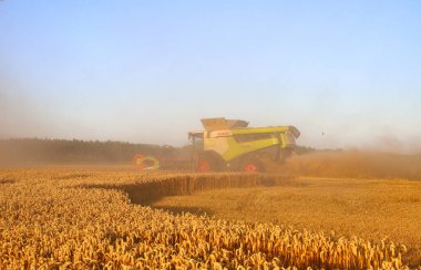 Ternopil bölgesi. Ukrayna. Ağustos 2025. Hasadı birleştiren hasatçı yaz akşamının başında buğday topluyor. Toz bulutu, sarı buğday, akşam bulutlu gökyüzü. İyi bir hasat kavramı.