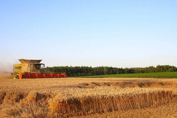 Ternopil bölgesi. Ukrayna. Ağustos 2025. Hasadı birleştiren hasatçı yaz akşamının başında buğday topluyor. Toz bulutu, sarı buğday, akşam bulutlu gökyüzü. İyi bir hasat kavramı.