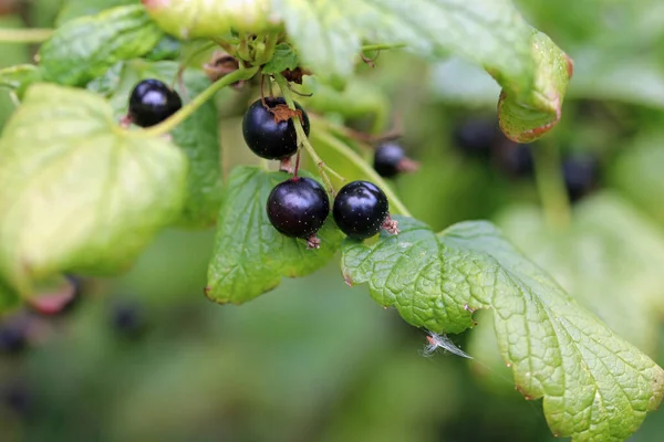 Schwarze Johannisbeere Ribes Nigrum Unbekannter Sorte Reife Schwarze Früchte Nahaufnahme — Stockfoto