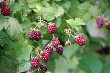 Olgun kırmızı ahududu, Rubus Idaeus, yaprakların bulanık arkaplanlı çalılıklarda meyve.